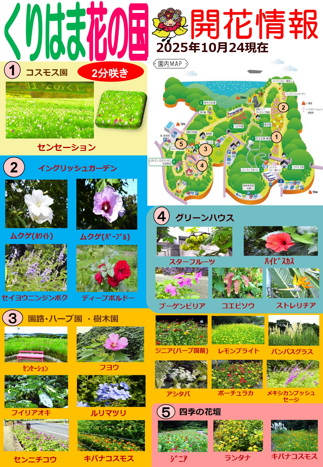 横須賀くりはま花の国・10/24日～開花情報